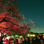 20140405　東京都上野恩師公園　夜桜DSC_0080