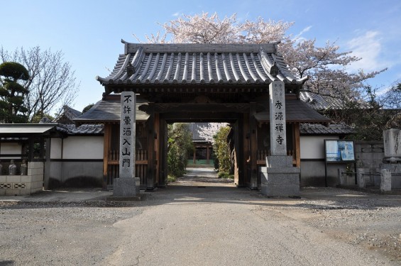 20140406　埼玉県蓮田市閏戸　秀源寺の枝垂れ桜が満開にDSC_0019