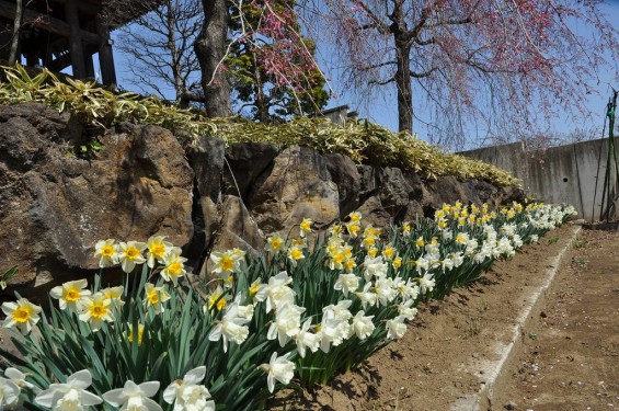 20140401 埼玉県上尾市中分 東栄寺 桜満開ですDSC_0067