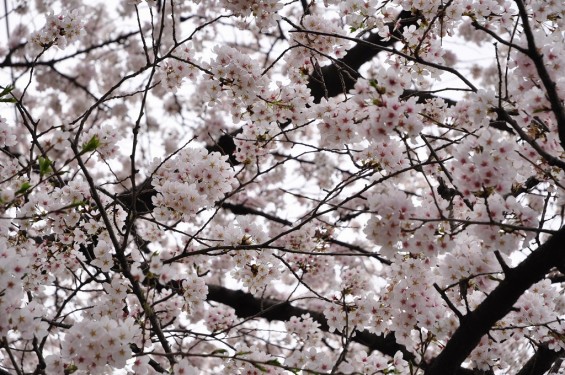 20140331 埼玉県伊奈町小針新宿 西光寺 桜満開 DSC_0214