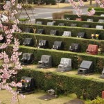 20140402　さいたま市見沼区　さいたま市営霊園の桜が満開　枝垂れ桜DSC_0504