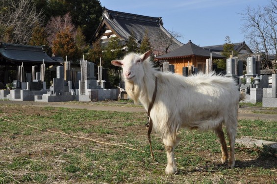 20140331 埼玉県蓮田市閏戸 秀源寺 桜満開 ヤギDSC_0024