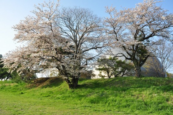 群馬県館林市　館林城　本丸土塁跡 DSC_0147