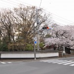 20140331 埼玉県伊奈町小針新宿 西光寺 桜満開 DSC_0210