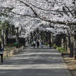 20140401　埼玉県上尾市　丸山公園の桜が満開DSC_0269
