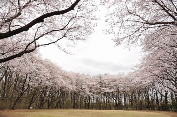 20140402　埼玉県東松山市　岩鼻運動公園の桜DSC_0565