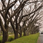 20140402　さいたま市見沼区　さいたま市営霊園の桜が満開DSC_0518