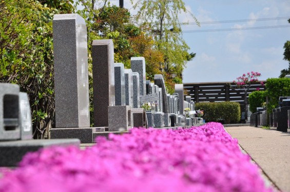 埼玉県鴻巣市　鴻巣霊園の芝桜が満開DSC_0128