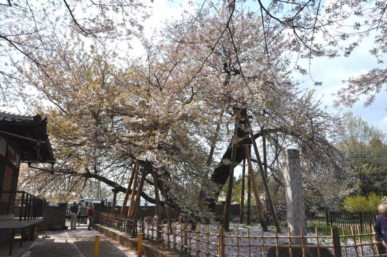 20140409　埼玉県北本市　石戸蒲桜（いしどかばざくら）DSC_0020