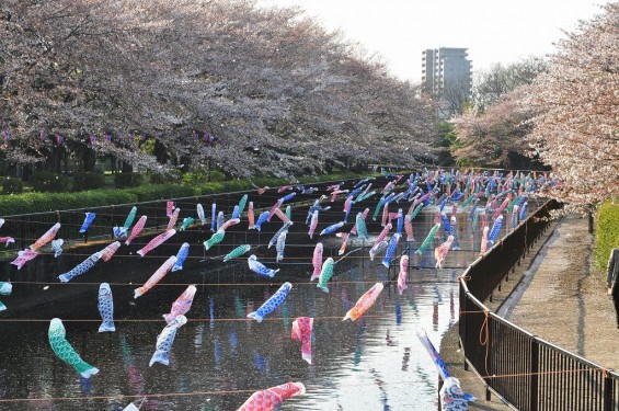 群馬県館林市の「こいのぼりの里まつり」DSC_0157