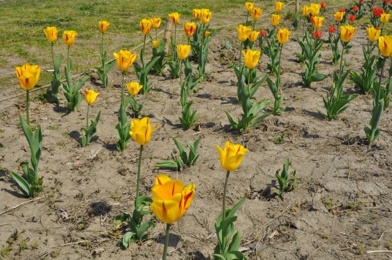チューリップの花が綺麗でした　埼玉県比企郡吉見町　吉見総合運動公園　黄色に赤い筋DSC_0179