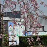 20140401　埼玉県上尾市　丸山公園の桜が満開DSC_0237
