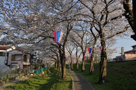 20140401 埼玉県さいたま市桜区 「鴨川堤桜通り公園」の桜と「うらわ秋ヶ瀬霊園」DSC_0339