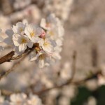 20140401 埼玉県さいたま市桜区 「鴨川堤桜通り公園」の桜と「うらわ秋ヶ瀬霊園」DSC_0348