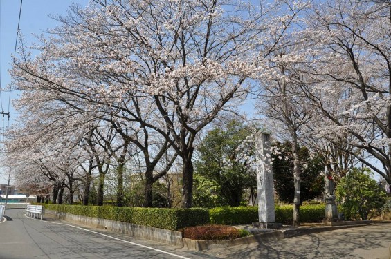 20140401 埼玉県上尾市中分 東栄寺 桜満開ですDSC_0056