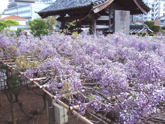 20140423埼玉県上尾市　遍照院の藤DSCF4406111