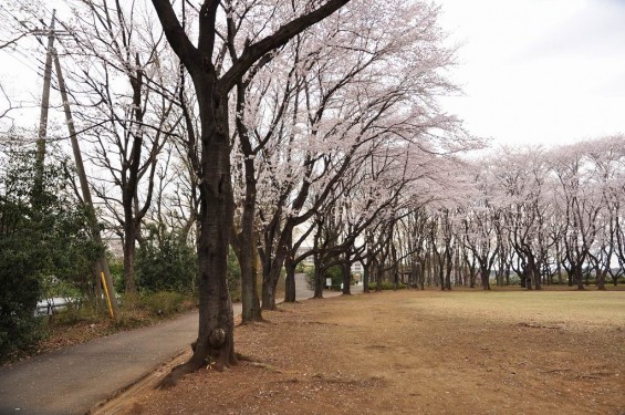 20140402　埼玉県東松山市　岩鼻運動公園の桜DSC_0579