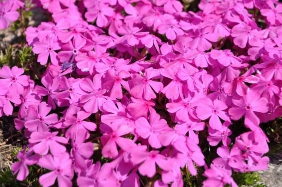 埼玉県鴻巣市　鴻巣霊園の芝桜が満開DSC_0124