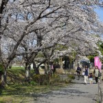 20140401　埼玉県上尾市　丸山公園の桜が満開DSC_0240