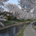 20140404　埼玉県鴻巣市吹上本町　勝龍寺と元荒川の桜満開で吹雪DSC_0498