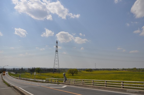 一面の菜の花が綺麗でした！埼玉県比企郡吉見町　吉見総合運動公園DSC_0214