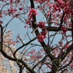 20140401 埼玉県上尾市中分 東栄寺 桜満開ですDSC_0014