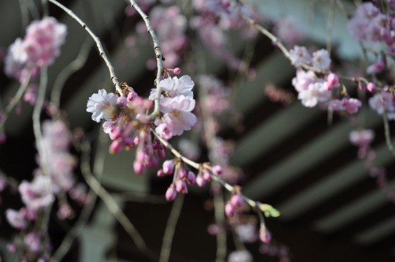 20140331 埼玉県蓮田市閏戸 秀源寺 桜満開DSC_0002