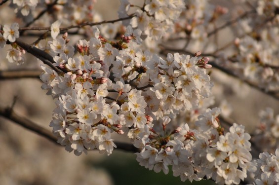 20140401 埼玉県さいたま市桜区 「鴨川堤桜通り公園」の桜と「うらわ秋ヶ瀬霊園」DSC_0356