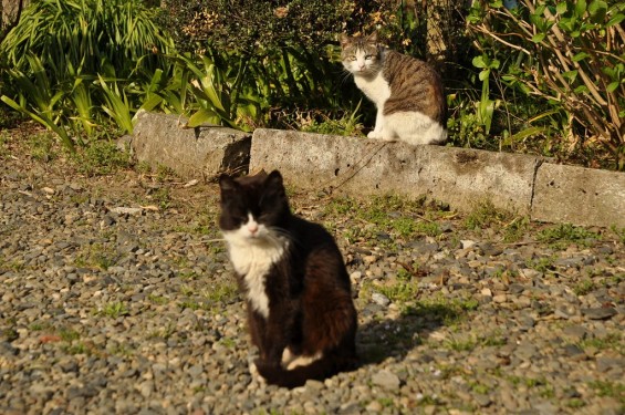 20140331 埼玉県蓮田市閏戸 秀源寺 桜満開DSC_0011