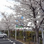 埼玉の霊園　さいたま市見沼区「大宮霊園」に行ってきましたDSC_0525