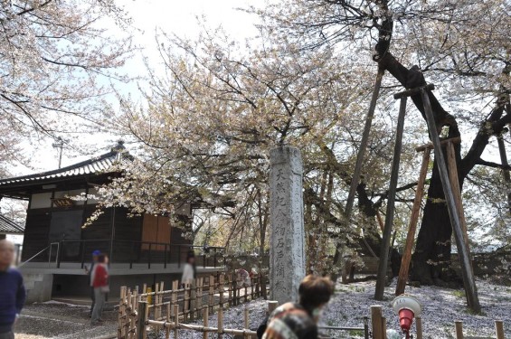 20140409　埼玉県北本市　石戸蒲桜（いしどかばざくら）DSC_0010