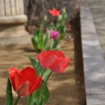 20140401　埼玉県上尾市藤波　上尾靈園の桜が満開DSC_0071