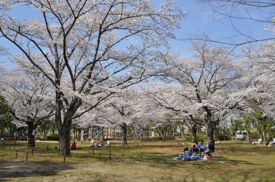 20140331 埼玉県伊奈町小針新宿 西光寺 桜満開DSC_0135