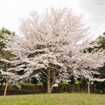 20140402　さいたま市見沼区　さいたま市営霊園の桜が満開DSC_0520