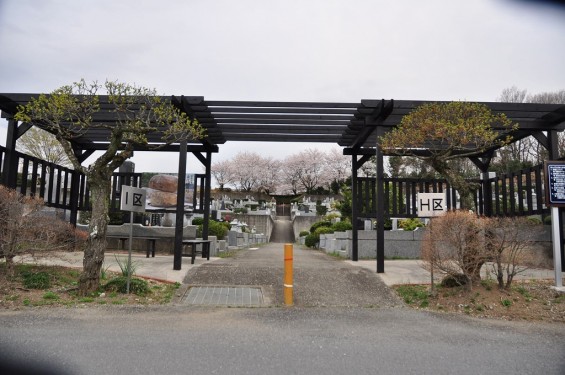 20140402　埼玉県東松山市　森林公園昭和浄苑　桜満開DSC_0641