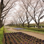 20140402　さいたま市見沼区　さいたま市営霊園の桜が満開DSC_0511