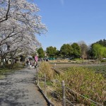 20140401　埼玉県上尾市　丸山公園の桜が満開DSC_0241
