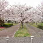 20140404　埼玉県さきたま緑道の桜DSC_0315