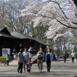 20140401　埼玉県上尾市　丸山公園の桜が満開DSC_0272