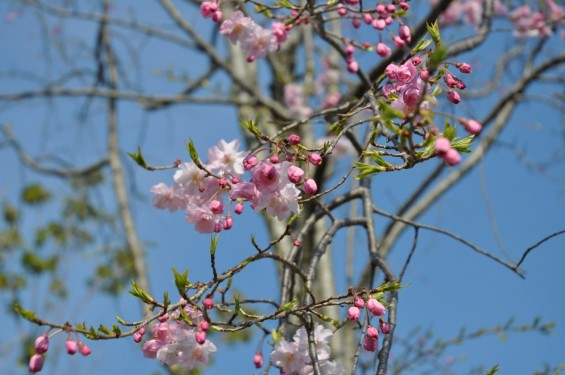 埼玉の霊園　さいたま市西区「さいたまメモリアルパーク」枝垂れ桜DSC_0281