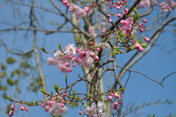 埼玉の霊園　さいたま市西区「さいたまメモリアルパーク」枝垂れ桜DSC_0281
