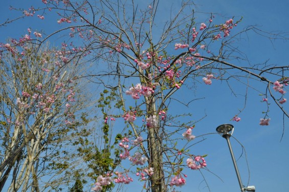 埼玉の霊園　さいたま市西区「さいたまメモリアルパーク」枝垂れ桜DSC_0282