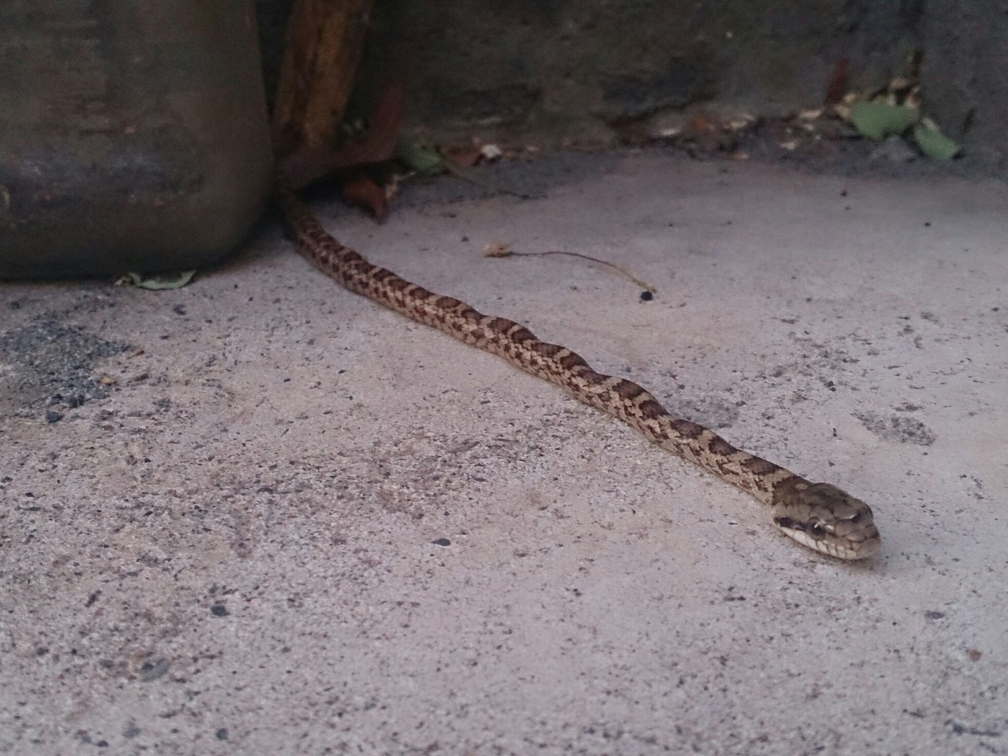 ヘビの赤ちゃん 霊園とお墓のはなし