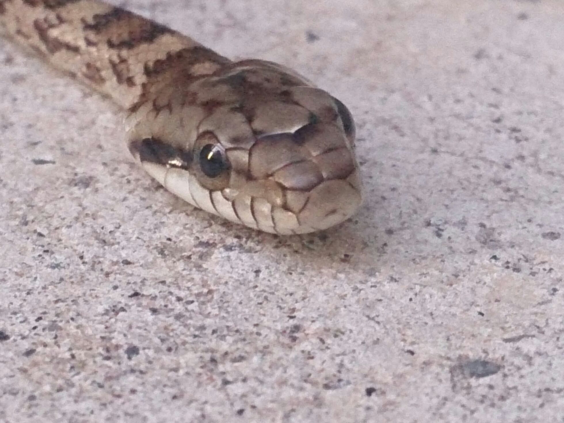 ヘビの赤ちゃん 霊園とお墓のはなし