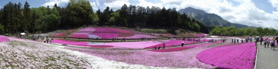 20140502 埼玉県秩父市羊山公園の芝桜DSCF1162