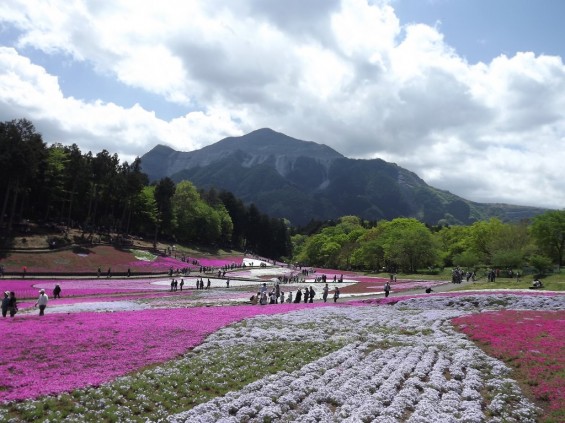 20140502 埼玉県秩父市羊山公園の芝桜DSCF1155