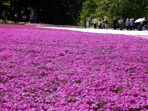 20140502 埼玉県秩父市羊山公園の芝桜DSCF1142