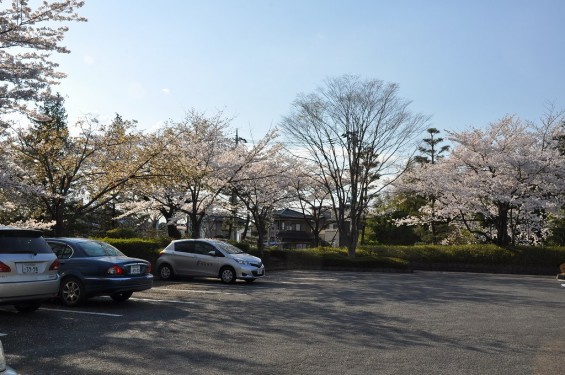 埼玉県行田市　忍城　郷土博物館駐車場　桜DSC_0462