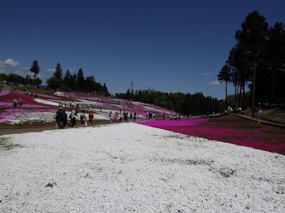 20140502 埼玉県秩父市羊山公園の芝桜DSCF1149