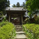 都幾山 慈光寺の菁莪（しゃが）DSCF5241